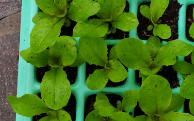 Salatpflanzen selber ziehen
