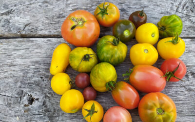 Anzucht von Tomatenpflanzen